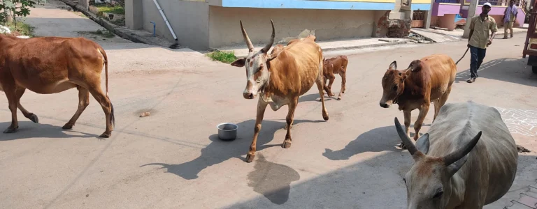 ಬೀಡಾಡಿ ದನಗಳ ನಿಯಂತ್ರಣಕ್ಕೆ ಕ್ರಮವಹಿಸಿ