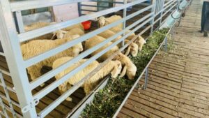 sheep farm at Vasu Land