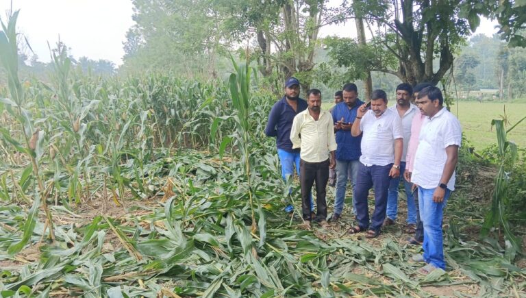 ಬೆಳೆ ಹಾನಿ ಪ್ರದೇಶಕ್ಕೆ ಶಾಸಕ ಭೇಟಿ