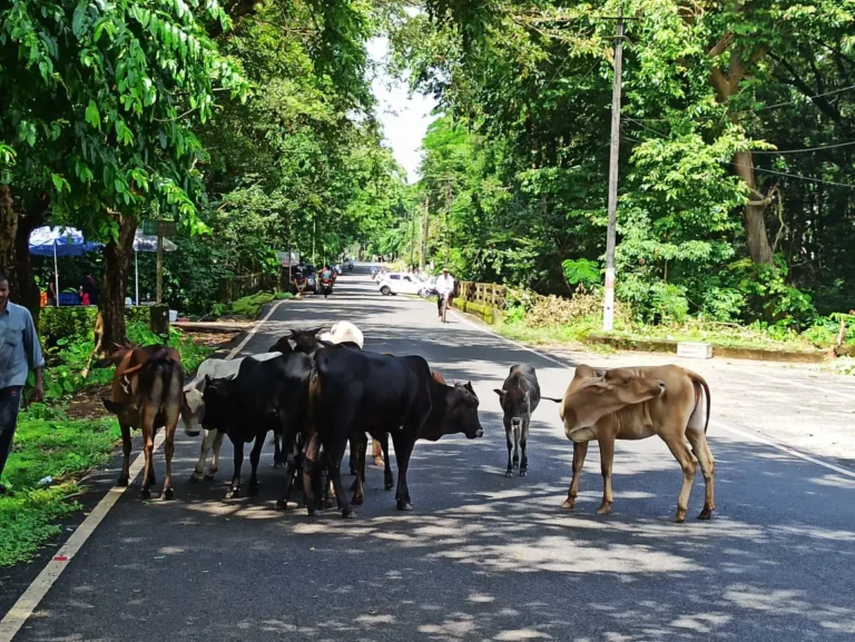 Street-cow