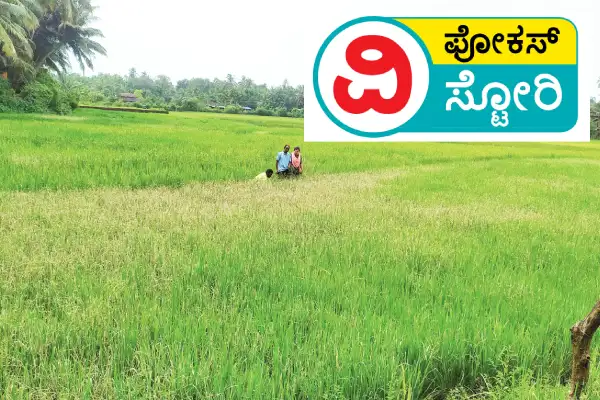 Paddy field effected by pests