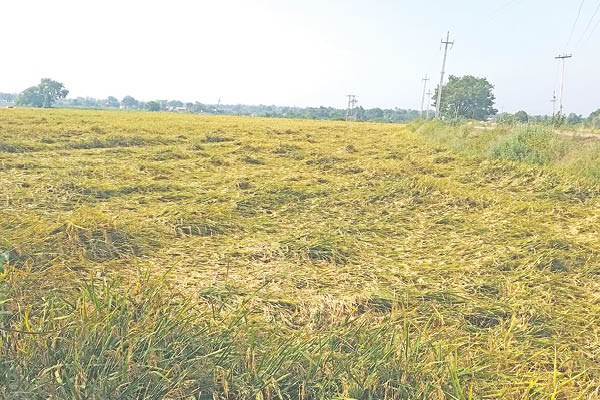 ಅಕಾಲಿಕ ಮಳೆಗೆ ನೆಲಕ್ಕುರುಳಿದ ಭತ್ತ