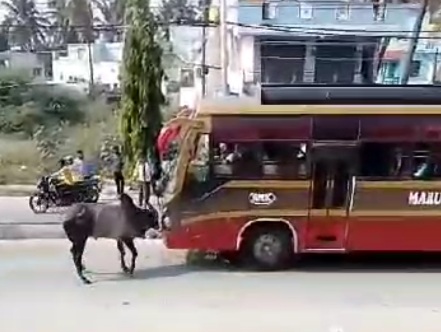 ವಾಹನಗಳಿಗೆ ಗಂಗಾಧರೇಶ್ವರ ದೇವಾಲಯದ ಬಸವನ ಕಿರಿಕ್; ಪ್ರಯಾಣಿಕರು ಹೈರಾಣ