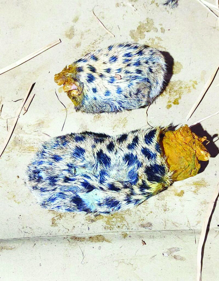 ಚಿರತೆ ಕಾಲು ಕತ್ತರಿಸಿದ್ದ ಇಬ್ಬರ ಬಂಧನ