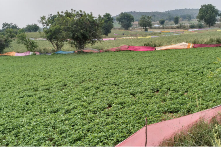 ಬೆಳೆ ರಕ್ಷಿಸಲು ಸೀರೆಗಳಿಗೆ ಮೊರೆ