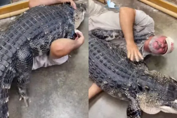 Alligator Cuddling