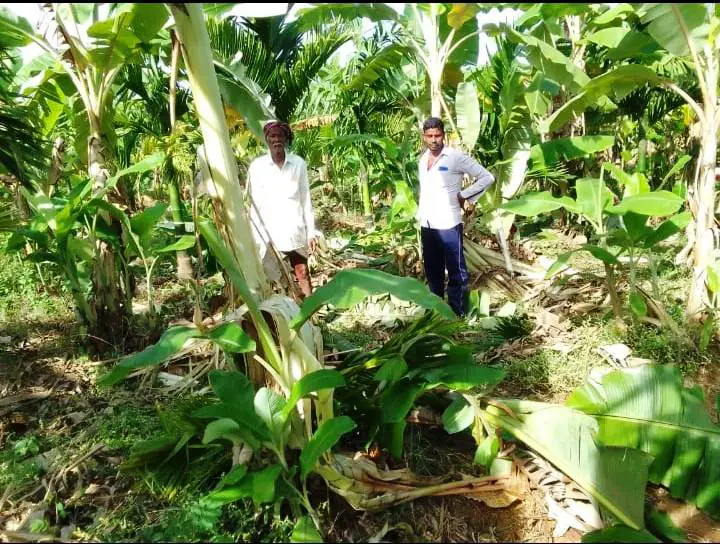 ಹಾನಗಲ್ಲನಲ್ಲಿ ಮುಂದುವರಿದ ಕಾಡಾನೆ ದಾಳಿ