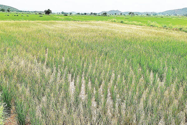 Jalahalli Paddy Dry