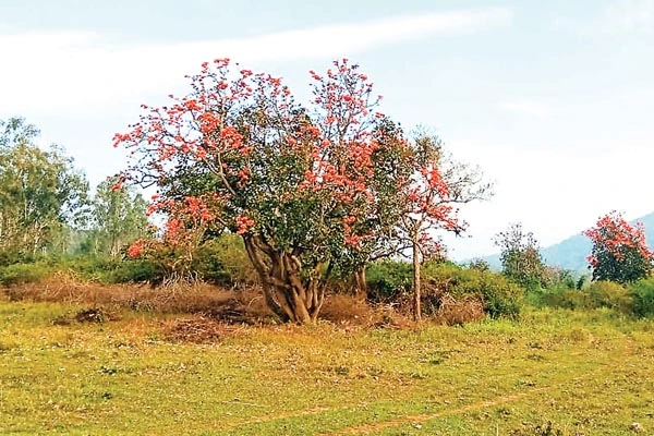 ಅಕಾಲಕ್ಕೆ ಹೂ ಬಿಟ್ಟ ಮುತ್ತುಗದ ಮರ! ಪರಿಸರ ಅಸಮತೋಲನ ಕಾರಣ? ಬಂಡೀಪುರದಲ್ಲಿ ರೆಡ್ ...