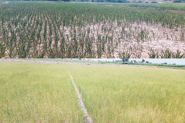 Paddy Jawara Dry
