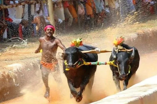 ಬೆಂಗಳೂರು "ರಾಜ-ಮಹಾರಾಜ" ಜೋಡುಕರೆ ಕಂಬಳ ಕೂಟದ ಫಲಿತಾoಶ ಪಟ್ಟಿ ಇಲ್ಲಿದೆ ನೋಡಿ