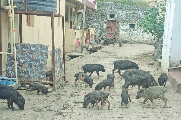 Get rid of the stench of dead pigs