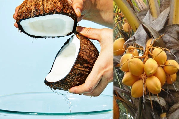 Coconut is fruit or vegetable