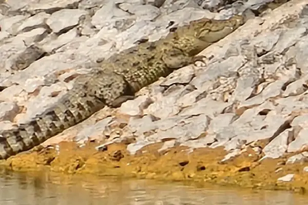 Honnalli lake, Crocodile sighting, Brahmadevanadu, Sindagi,