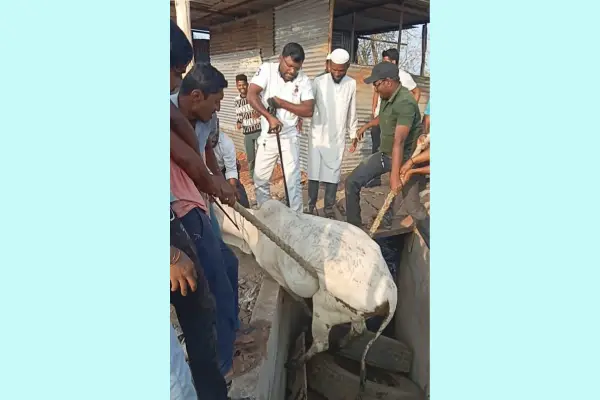 The youth rescued the cow lying in the drain