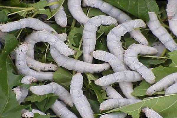 bivoltine silkworm