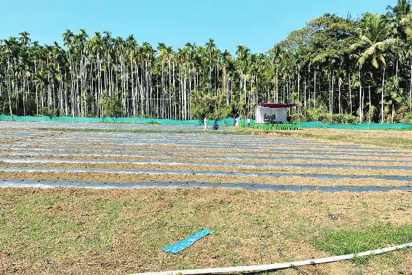 watermelon agriculture