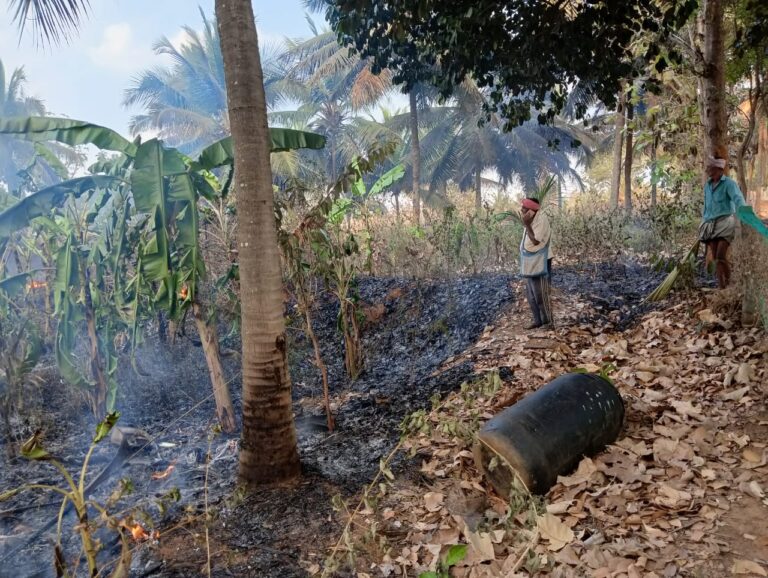 Fire in the garden Crop destroyed mandya