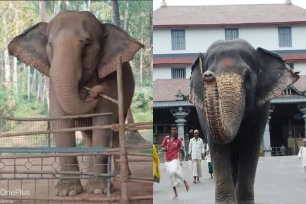 Elephant Latha
