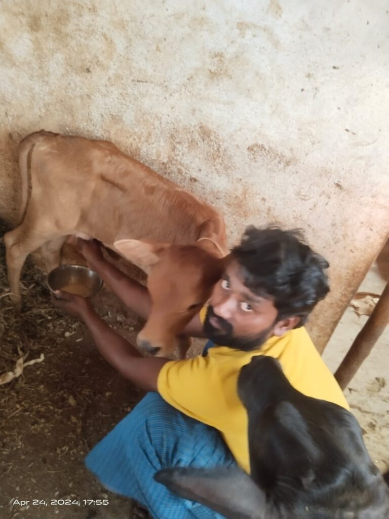 cowcub giving milk in Gondabal village koppal taluku district
