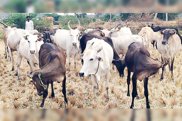Devalapura Jawari Cows