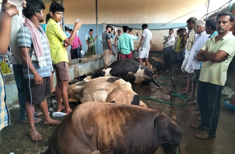 Cows die in Lalanakere village mandya